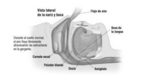 alteraciones del sueño sahs manresa